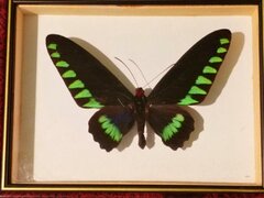 Trogonoptera Trojanus Philippines